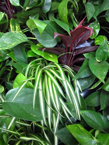 Grădină verticală cu plante naturale – Iancu Nicolae, foto 11 din 26